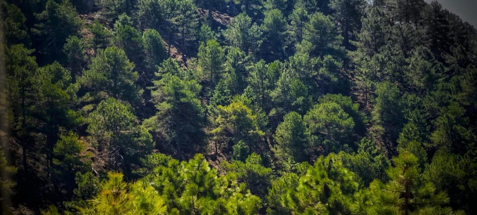 Casa Rural La Piedra Del Cambron Villaverde De Guadalimar المظهر الخارجي الصورة